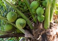 Green coconut large small growing high palm tree on a background of leaves, tropical fruit matures Royalty Free Stock Photo