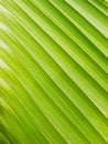 Green coconut leaf is the background