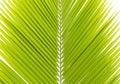 Green coconut leaf isolated Royalty Free Stock Photo