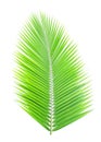 Green coconut leaf isolated Royalty Free Stock Photo