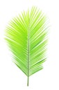 Green coconut leaf isolated Royalty Free Stock Photo