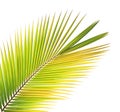 Green coconut leaf isolated Royalty Free Stock Photo