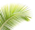 Green coconut leaf isolated Royalty Free Stock Photo