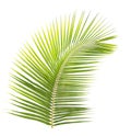 Green coconut leaf isolated Royalty Free Stock Photo