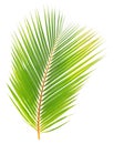 Green coconut leaf isolated Royalty Free Stock Photo