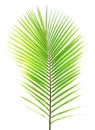 Green coconut leaf isolated Royalty Free Stock Photo