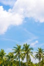 Green coconut leaf tree or palm tree with blue sky and clouds on the background.