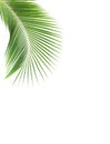 Green coconut leaf on white background