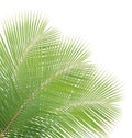 Green coconut leaves Royalty Free Stock Photo