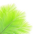 Green coconut leaves isolated Royalty Free Stock Photo