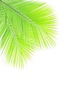 Green coconut leaves isolated Royalty Free Stock Photo