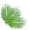 Green coconut leaves isolated Royalty Free Stock Photo
