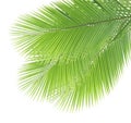 Green coconut leaves isolated Royalty Free Stock Photo