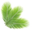 Green coconut leaves isolated