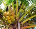 Green coconut at palm tree Royalty Free Stock Photo