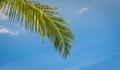 Green coconut palm tree leaf against blue sky. Tropical background. Royalty Free Stock Photo