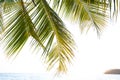 Green coconut palm tree leafes on the light