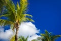 Green coconut palm trees on dark blue sky with white clouds. Photo from Playa Del Carmen, Yucatan, Mexico. Royalty Free Stock Photo