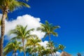 Green coconut palm trees on dark blue sky with white clouds. Photo from Playa Del Carmen, Yucatan, Mexico. Royalty Free Stock Photo