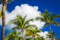 Green coconut palm trees on dark blue sky with white clouds Royalty Free Stock Photo