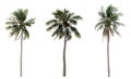 Green Coconut palm trees in the garden isolated Royalty Free Stock Photo