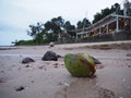 Green coconut on the sandy beach in the low tide