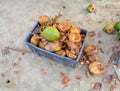 Green coconut in a trash box Royalty Free Stock Photo