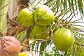 Green coconut at tree