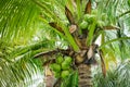 Green coconut tree for background or texture. Royalty Free Stock Photo