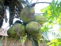 Green coconut tree and fruits