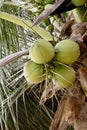 Green coconut tree