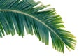 Green coconut tree leaf isolated on white background, vibrant foliage Royalty Free Stock Photo