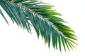 Green coconut tree leaf isolated on white background, vibrant foliage Royalty Free Stock Photo