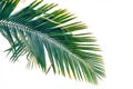 Green coconut tree leaf isolated on white background, vibrant foliage Royalty Free Stock Photo