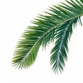 Green coconut tree leaf isolated on white background, vibrant foliage Royalty Free Stock Photo