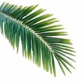 Green coconut tree leaf isolated on white background, vibrant foliage Royalty Free Stock Photo