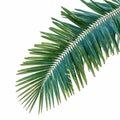 Green coconut tree leaf isolated on white background, vibrant foliage Royalty Free Stock Photo