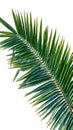 Green coconut tree leaf isolated on white background, vibrant foliage Royalty Free Stock Photo