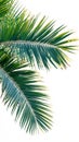 Green coconut tree leaf isolated on white background, vibrant foliage Royalty Free Stock Photo