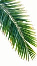 Green coconut tree leaf isolated on white background, vibrant foliage Royalty Free Stock Photo