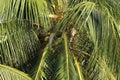 Green coconut tree leaves cropped view, green foliage background. Royalty Free Stock Photo