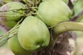 Green Coconut on tree Royalty Free Stock Photo
