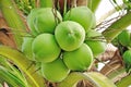 Green coconut Royalty Free Stock Photo