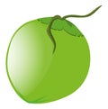 Green coconut on white background
