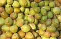 Green coconuts, background. Green floral background of coconuts