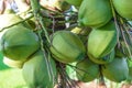 Green coconuts on a branch on tree , selective focus.Coconut palm with many coconuts hanging on tree.Close up. Young delicious co Royalty Free Stock Photo