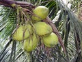 Green coconuts in a bunch grown in a coconut tree in our garden Royalty Free Stock Photo