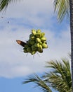 Green coconuts