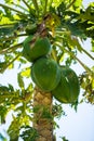 Green coconuts grow on a palm tree.