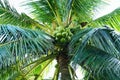 Green coconuts grow on the palm tree